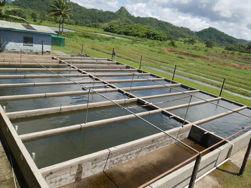 At the Pacific Ocean Culture farm in Navua.