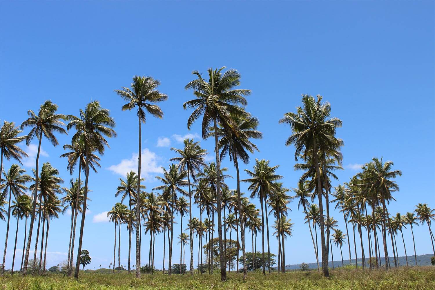 We promote and inspire the growth of Pacific Businesses.