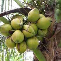 Processing of Green Coconut Water
